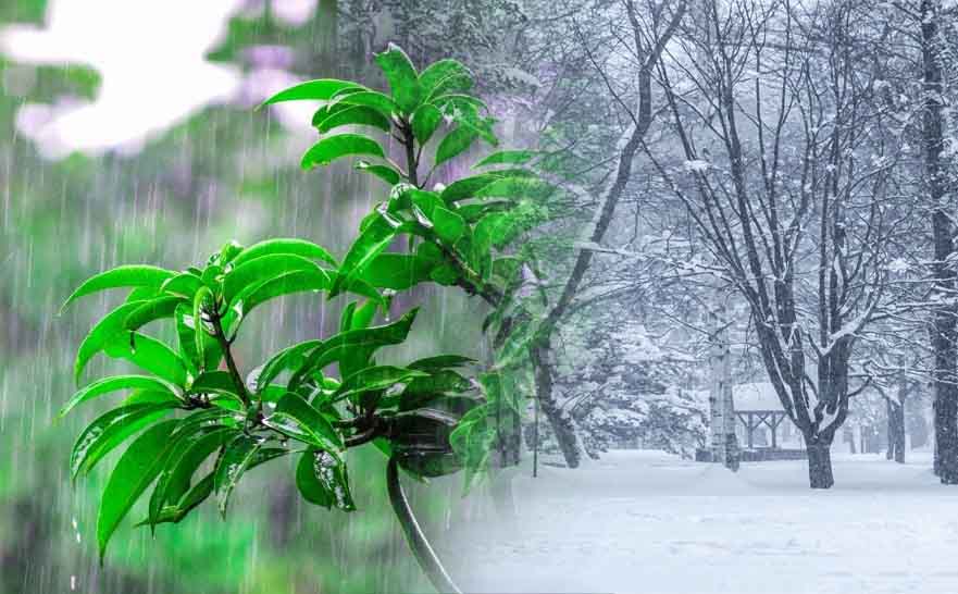 Incessant rain in Baddi, Nalagarh inundates roads, damages houses