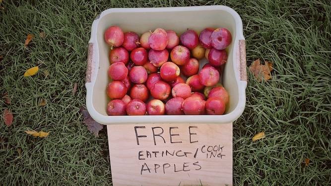 Every f**ker with a garden trying to offload their crap apples