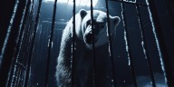 Qué es la ‘cárcel de los osos polares’ en Canadá, un lugar donde estos mamíferos permanecen 30 días sin comida