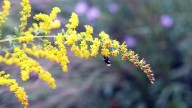 Autumnal push to plant native species on LI takes root