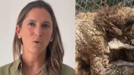 Profepa responsabiliza a Zoológico La Pastora por mal estado de osa