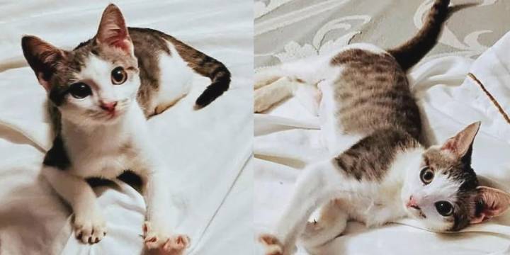 Saving Graces 4 Felines: Meet Hope