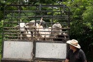 Acusa EU a México por falta de protocolos adecuados contra gusano barrenador