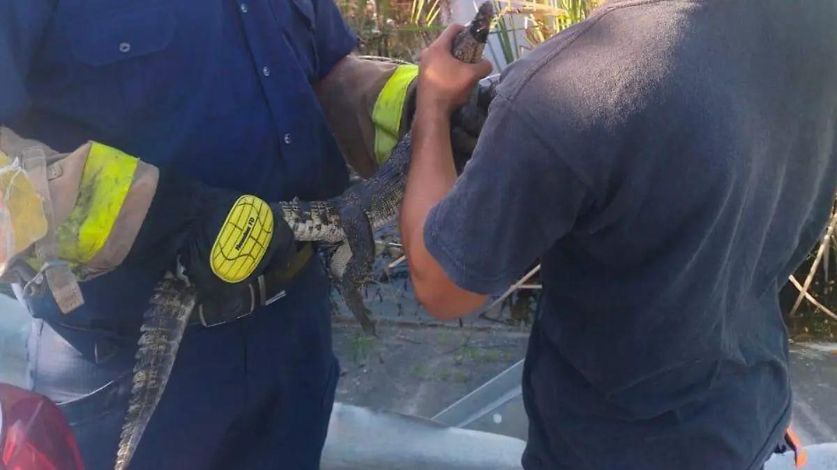 Rescatan cocodrilo de una clínica del IMSS en Altamira: cómo llegó hasta ahí