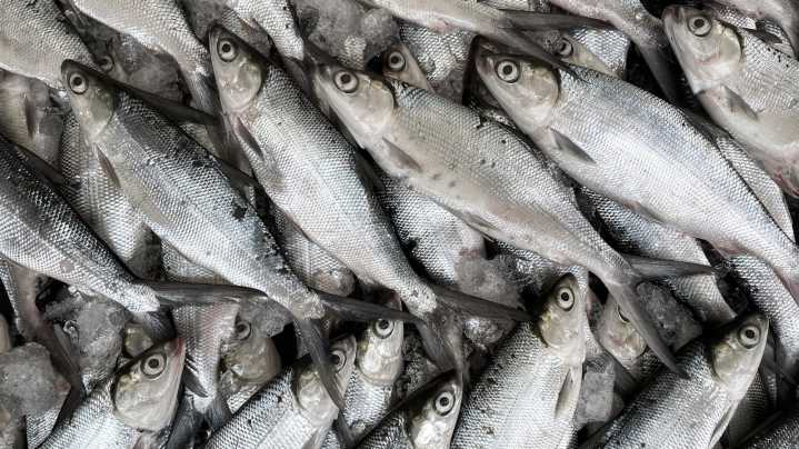 Nearly 100,000 Pounds Of Seafood Was Just Recalled — Here Are The States Impacted