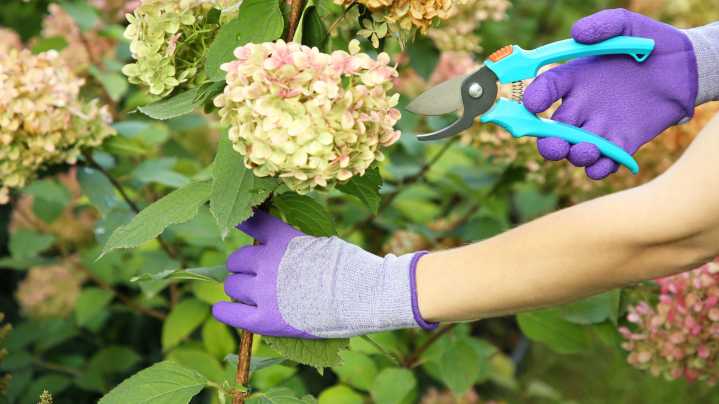 17 Hydrangea Varieties You Should And Shouldn't Be Pruning In The Fall