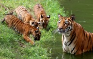 El zoológico secreto del ‘Chapo’ Guzmán en Guadalajara con leones y tigres