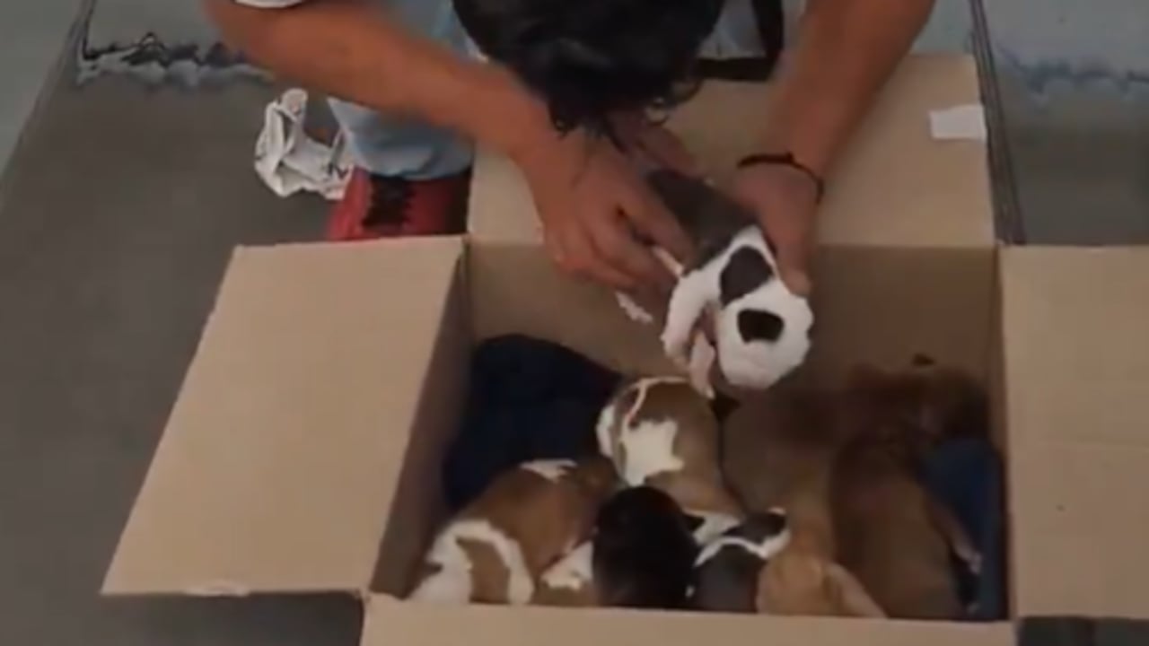 En las estaciones de TransMilenio ya están vendiendo hasta perros: video genera indignación
