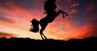¿Cuál será el próximo unicornio chileno?