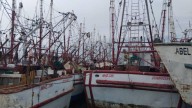 Definirán hasta el 10 de septiembre inicio de capturas del camarón en el Pacífico mexicano