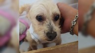 Especialistas luchan por reconstruir el tejido quemado de 'Cereza', perrita rescatada de explo...