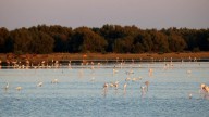 La Oficina Técnica de Doñana y el CDTI organizan un webinar sobre ayudas para Doñana
