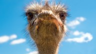 The ancestors of ostriches and emus were long-distance fliers – here’s how we worked this out