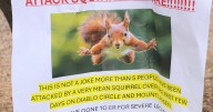 'Very mean squirrel' seeking food has sent at least 2 people to the ER in a California city