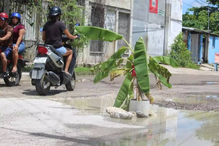 Vecinos de Champotón colocan planta de plátano en bache de Los Manguitos como señal preventiva