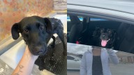 La historia de Milagro, la perrita que recibió 9 disparos y logró dar a luz