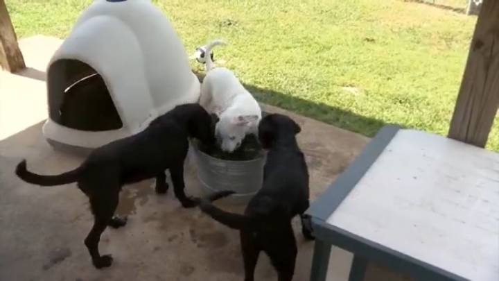 Shelby Humane Society asking for donations to cover payroll