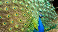 Florida man kills, eats pet peacocks after argument with neighborhood