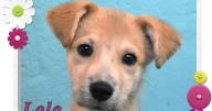 CHA Pet of the Week: Lolo