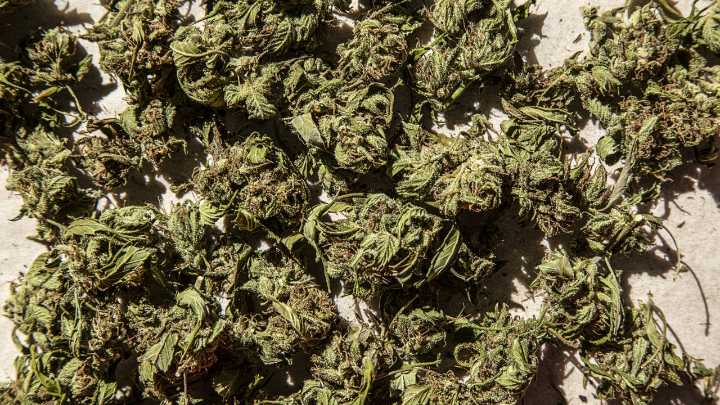 Man charged over $1 million dollars worth of cannabis plants seized at his Condell Park property