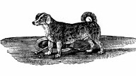 Turnspit Dogs: The Elizabethan Kitchen Gadget Bred to Cook Meat