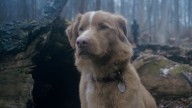 Frightening Good Boy trailer will have you asking, Does the dog die?