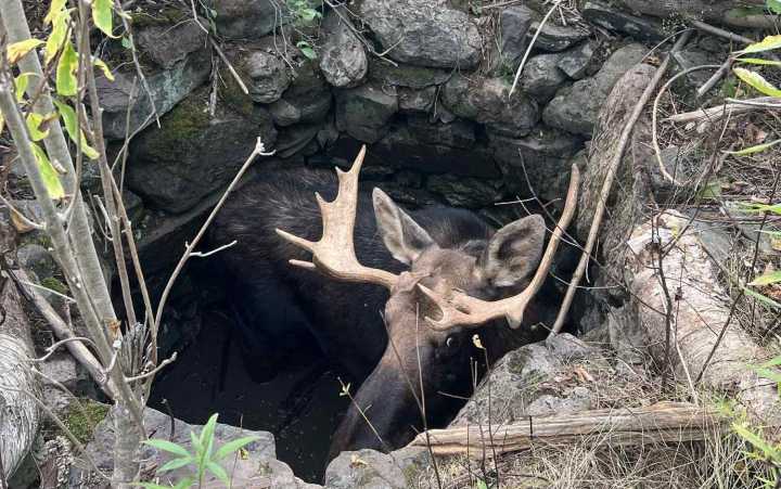 Bull moose rescued from well in Down East Maine