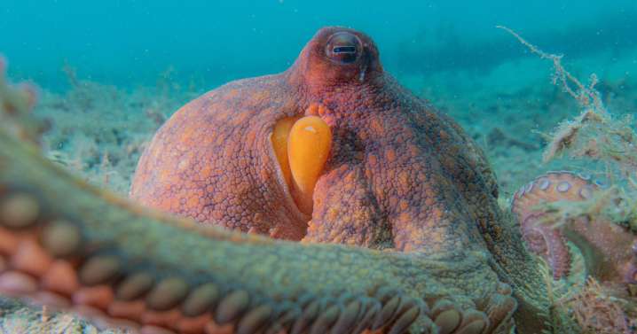 A new analysis of underwater videos shows octopuses are 'incredible multitaskers'