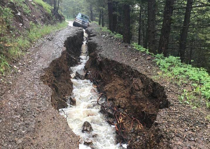 The push is on to strip big trees from our national forests 
