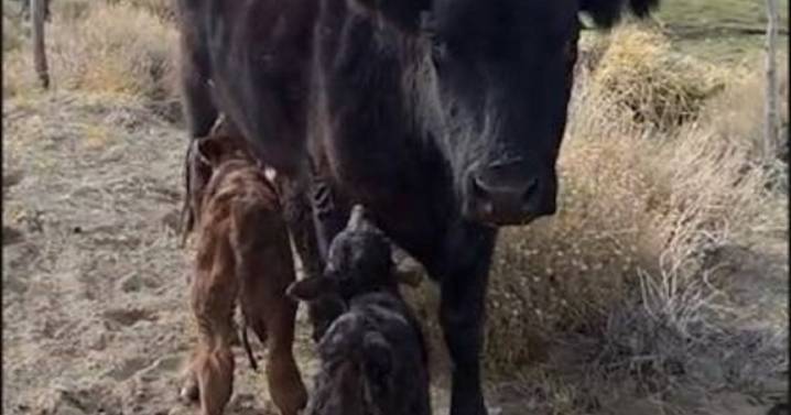 ¡Imperdible y tierno a la vez!: La historia de «Viejita», la vaca que a los 11 años tuvo mellizos y buscan al padre en los campos vecinos