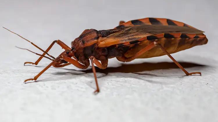 Enfermedad de Chagas se expande en EU: autoridades de Arizona en alerta