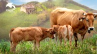 Semana clave para renovar la junta de Ternera Asturiana