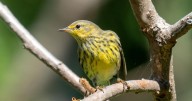 Feathered Friends: Birding action is everywhere on the farm