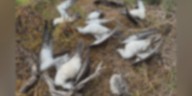 Native seabirds reportedly killed on Kauai