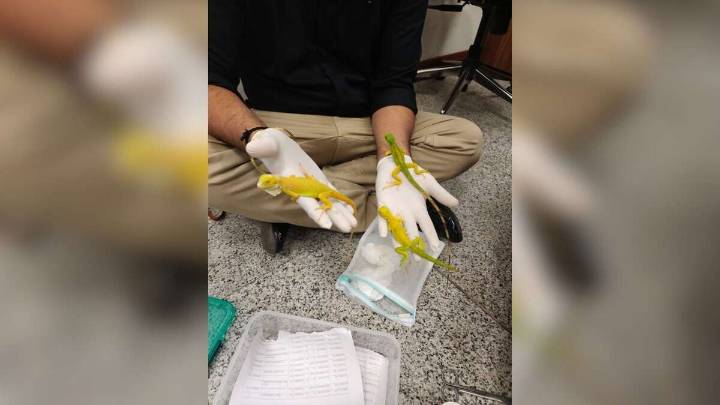 Man held with exotic wildlife at Hyderabad airport