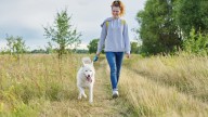 4 razones por las que tu perro no debe pasear a tu lado, según los veterinarios