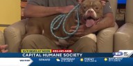 Capital Humane Society's Putt Putt Fore Puppies