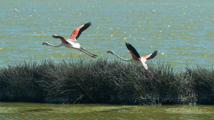 La gripe aviar ya se extiende por Doñana