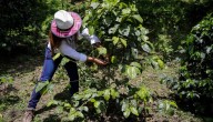 Bre-B, el impulso del Banco de La República que el sector agropecuario necesitaba