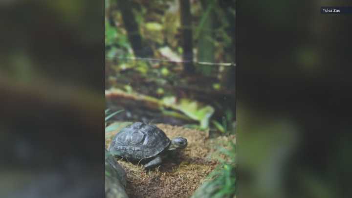 7 baby Aldabra tortoises make public debut at Tulsa Zoo