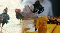 Balacera en una gallera en Dagua, Valle del Cauca, deja tres heridos y dos muertos; ¿qué dicen las autoridades?