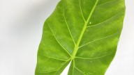 El secreto de los viveros: cómo hacer que tu planta Manto de Eva crezca gigante sin usar químicos