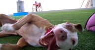 Humane Society encourages adoptions from crowded shelters during National Dog Week