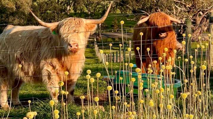 This spring flower workshop is blooming with fluffy cows, wine and creativity