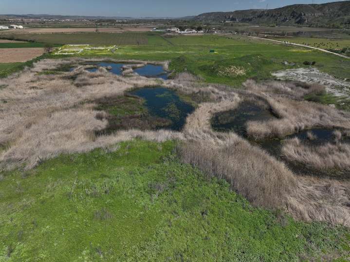 La biodiversidad vuelve a abrirse paso en la laguna de Soto-Gutiérrez, la pequeña Doñana madrileña
