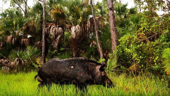 Want to eat wild hog? US wants you to eat invasive species found in MS