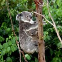 Australia halts logging for koala haven on eastern coast