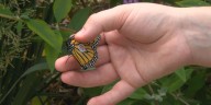 Bloomington’s Miller Park Zoo tracking Monarch butterflies as part of conservation effort