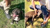 Tennessee Pittie Follows Little Girl Home Until Her Family Makes Her Part Of The Pack