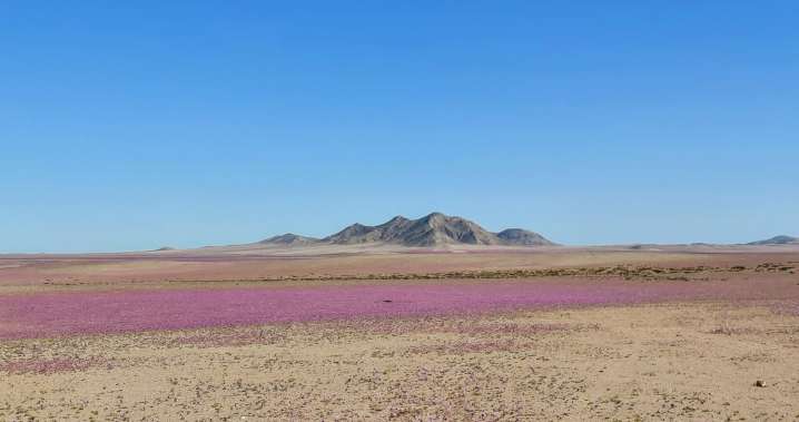 Primeras imágenes del Desierto Florido 2025 en Atacama: Cómo llegar a las mejores rutas y disfrutar su floración
